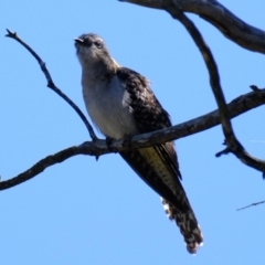 Cacomantis pallidus at Belconnen, ACT - 11 Oct 2023