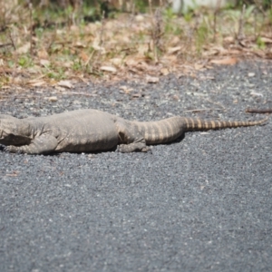 Varanus rosenbergi at Booth, ACT - suppressed