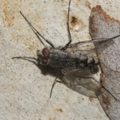 Senostoma sp. (genus) (A parasitoid tachinid fly) at Acton, ACT - 10 Oct 2023 by AlisonMilton