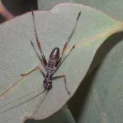 Torbia viridissima (Gum Leaf Katydid) at Acton, ACT - 10 Oct 2023 by AlisonMilton