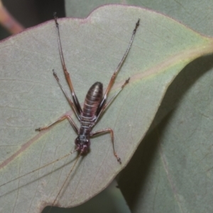 Torbia viridissima at Acton, ACT - 10 Oct 2023