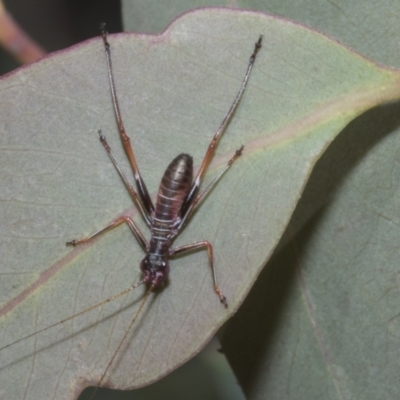 Torbia viridissima (Gum Leaf Katydid) at Acton, ACT - 9 Oct 2023 by AlisonMilton