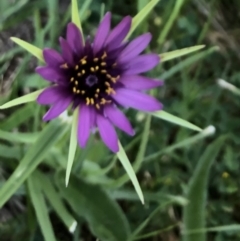 Tragopogon porrifolius subsp. porrifolius (Salsify, Oyster Plant) at Latham, ACT - 9 Oct 2023 by WendyW