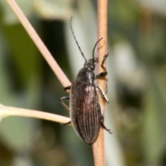 Homotrysis cisteloides (Darkling beetle) at Canberra Central, ACT - 9 Oct 2023 by AlisonMilton