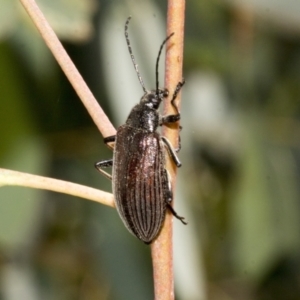 Homotrysis cisteloides at Canberra Central, ACT - 10 Oct 2023