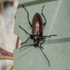 Homotrysis cisteloides at Canberra Central, ACT - 10 Oct 2023