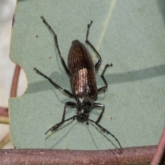 Homotrysis cisteloides at Canberra Central, ACT - 10 Oct 2023