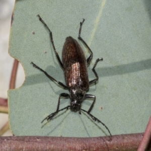 Homotrysis cisteloides at Canberra Central, ACT - 10 Oct 2023