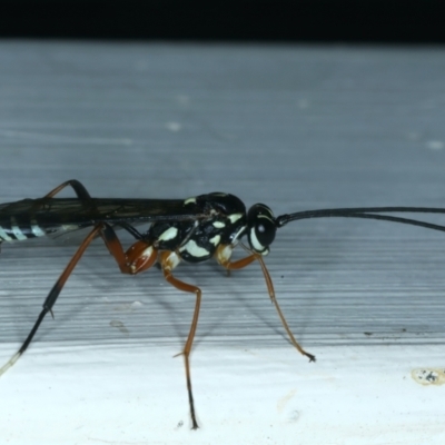 Xanthocryptus novozealandicus (Lemon tree borer parasite wasp) at Ainslie, ACT - 28 Sep 2023 by jb2602