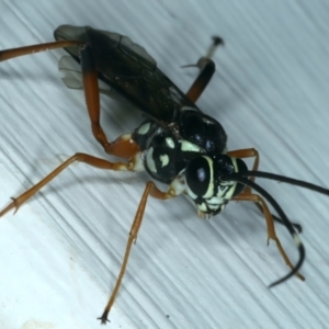 Xanthocryptus novozealandicus at Ainslie, ACT - 29 Sep 2023