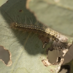 Uraba lugens (Gumleaf Skeletonizer) at Acton, ACT - 9 Oct 2023 by AlisonMilton