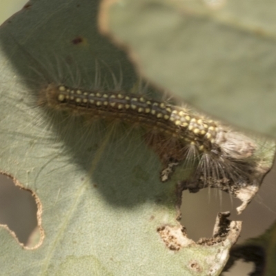 Uraba lugens (Gumleaf Skeletonizer) at Acton, ACT - 10 Oct 2023 by AlisonMilton