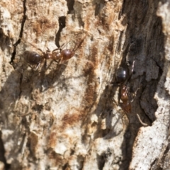Papyrius sp. (genus) (A Coconut Ant) at Acton, ACT - 9 Oct 2023 by AlisonMilton
