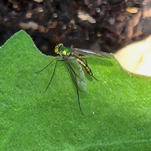 Heteropsilopus sp. (genus) at Kaleen, ACT - suppressed