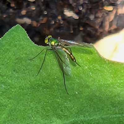 Heteropsilopus sp. (genus) (A long legged fly) at Kaleen, ACT - 11 Oct 2023 by sascha