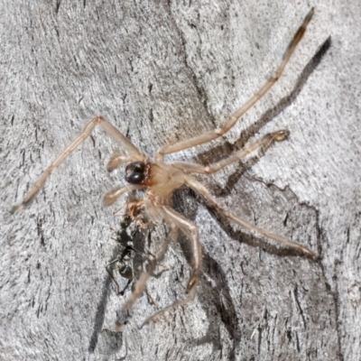 Sparassidae (family) (A Huntsman Spider) at Acton, ACT - 9 Oct 2023 by AlisonMilton