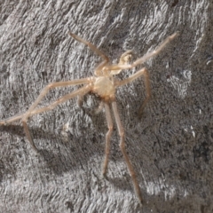 Sparassidae (family) at Acton, ACT - 10 Oct 2023