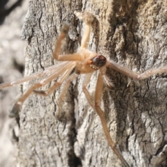 Sparassidae (family) at Acton, ACT - 10 Oct 2023 10:32 AM