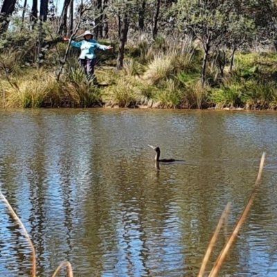 Phalacrocorax sulcirostris (Little Black Cormorant) at Yass River, NSW - 11 Oct 2023 by SenexRugosus