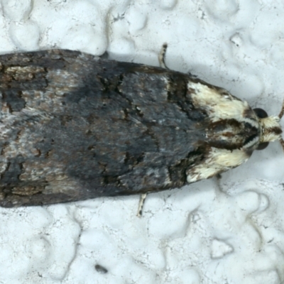 Cryptoptila australana (Elderberry Leaf Roller Moth) at Ainslie, ACT - 28 Sep 2023 by jb2602