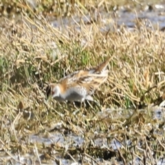 Zapornia pusilla (Baillon's Crake) at Fyshwick, ACT - 11 Oct 2023 by JimL