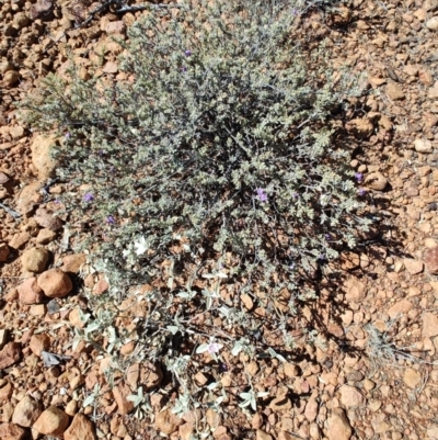 Eremophila cordatisepala at Stonehenge, QLD - 29 Jul 2023 by LyndalT