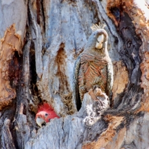 Callocephalon fimbriatum at Hughes, ACT - suppressed