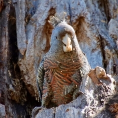 Callocephalon fimbriatum at Hughes, ACT - 11 Oct 2023