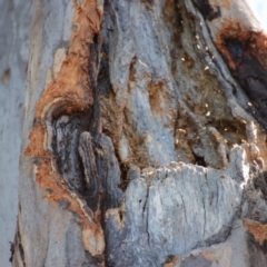 Callocephalon fimbriatum at Hughes, ACT - suppressed