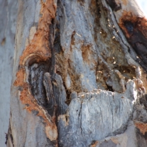 Callocephalon fimbriatum at Hughes, ACT - suppressed