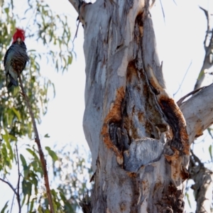 Callocephalon fimbriatum at Hughes, ACT - suppressed