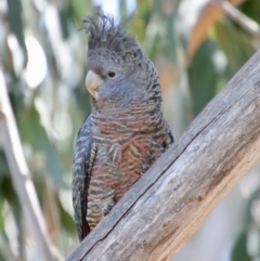 Callocephalon fimbriatum at Hughes, ACT - suppressed