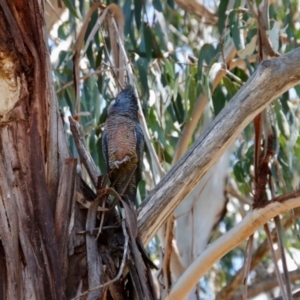 Callocephalon fimbriatum at Hughes, ACT - 11 Oct 2023