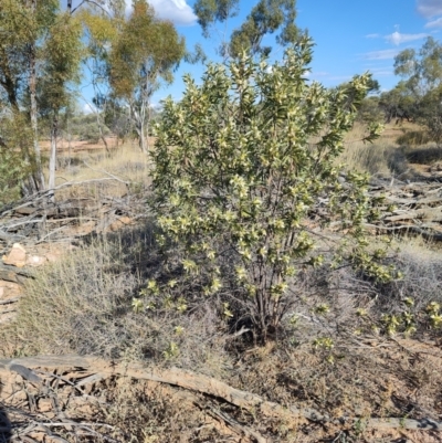 Eremophila oppositifolia subsp. rubra at Opalton, QLD - 2 Aug 2023 by LyndalT