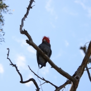 Callocephalon fimbriatum at Hughes, ACT - 11 Oct 2023