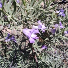 Eremophila bowmanii subsp. latifolia at Opalton, QLD - 2 Aug 2023 by LyndalT