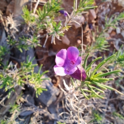 Eremophila hispida at Opalton, QLD - 2 Aug 2023 by LyndalT