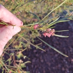 Dodonaea sp. at Hughenden, QLD - 3 Aug 2023 by LyndalT