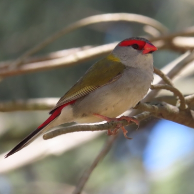 Neochmia temporalis (Red-browed Finch) at Jerrabomberra Wetlands - 11 Oct 2023 by MatthewFrawley