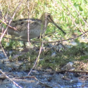 Gallinago hardwickii at Fyshwick, ACT - 11 Oct 2023