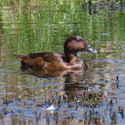 Aythya australis (Hardhead) at Fyshwick, ACT - 11 Oct 2023 by MatthewFrawley