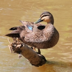 Anas superciliosa (Pacific Black Duck) at Wodonga, VIC - 8 Oct 2023 by KylieWaldon
