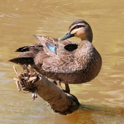 Anas superciliosa (Pacific Black Duck) at Wodonga, VIC - 9 Oct 2023 by KylieWaldon