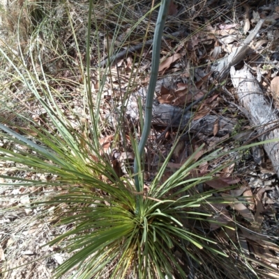 Xanthorrhoea concava (Grass Tree) at Long Beach, NSW - 7 Oct 2023 by NathanaelC