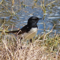 Rhipidura leucophrys (Willie Wagtail) at Jerrabomberra Wetlands - 11 Oct 2023 by MatthewFrawley