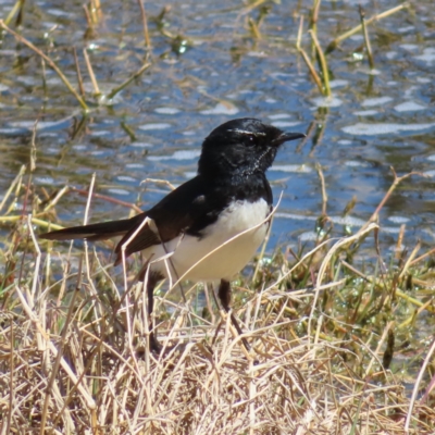 Rhipidura leucophrys (Willie Wagtail) at Jerrabomberra Wetlands - 11 Oct 2023 by MatthewFrawley