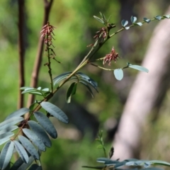 Indigofera australis subsp. australis (Australian Indigo) at Wodonga, VIC - 8 Oct 2023 by KylieWaldon