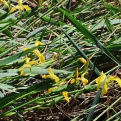 Iris pseudacorus (Yellow Flag) at Wodonga, VIC - 8 Oct 2023 by KylieWaldon