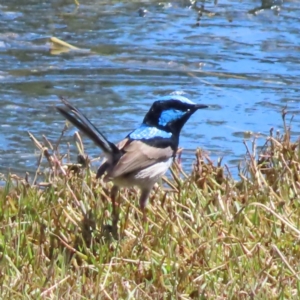 Malurus cyaneus at Fyshwick, ACT - 11 Oct 2023 12:50 PM