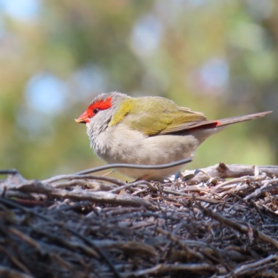 Neochmia temporalis (Red-browed Finch) at Jerrabomberra Wetlands - 11 Oct 2023 by MatthewFrawley
